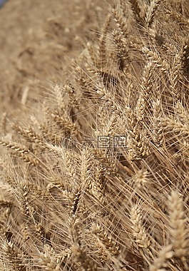 小麥,收獲,天 s