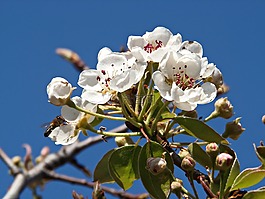 杏仁花,鮮花,字段