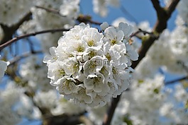 蘋果,開花,蘋果花
