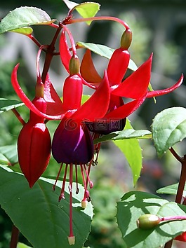 紫紅色,紅色,花