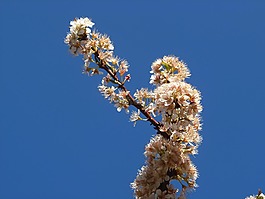 梨花,鮮花,珍珠