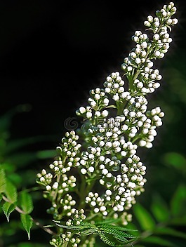 花,白花,性質(zhì)
