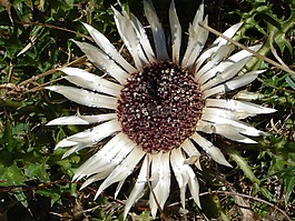银蓟,carlina acaulis,蓟
