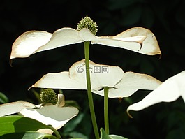 亞洲山茱萸花,山茱萸開花,萸