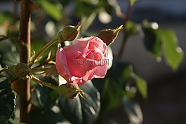 粉色,花,粉紅色的花朵