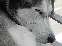 赫斯基,狗,西伯利亞雪橇犬