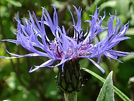 knapweed,花,开花