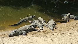 鱷魚,爬行動物,野生動物