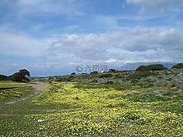 沙丘,沙,鮮花
