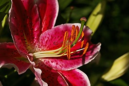 百合,花,開花