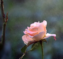 花,性質(zhì),花園