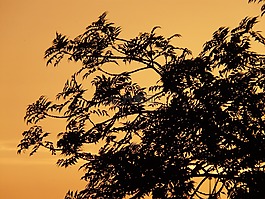 樹,科,日落