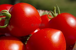 蕃茄,蔬菜,紅色
