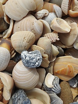 貝殼,海灘,集合