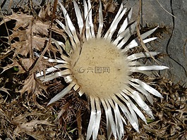银蓟,carlina acaulis,蓟