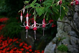 倒掛金鐘,花園,鮮花