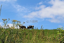 草甸,英格蘭,夏天