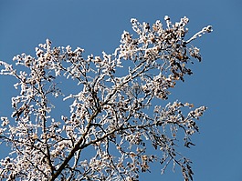 霜,冬天,冷