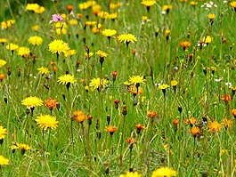 草地,野花,指出花