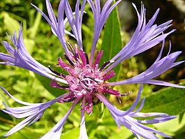 knapweed,花,开花