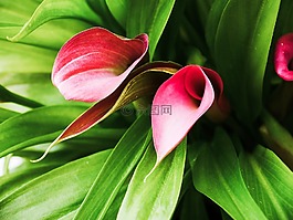 馬蹄蓮,花,紅色