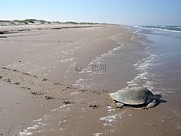 海龟,开普的雷德利,海滩