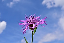 knapweed,矢車菊 jacea,曾矢車菊