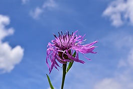 knapweed,矢車菊 jacea,曾矢車菊