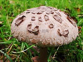 schirmling,蘑菇,梧桐