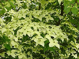 樹,開花,植物