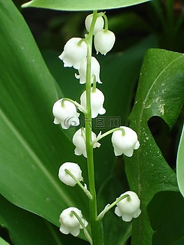 鈴蘭,convallaria majalis,蘆筍廠