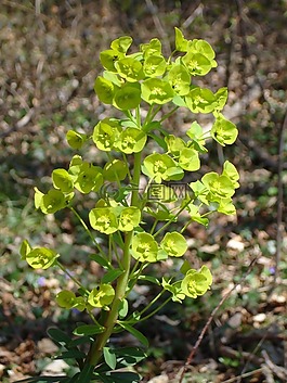 mandelbl?ttrige大戟,大戟科,花