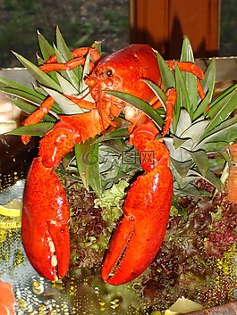 龙虾,zehnfußkrebs,动物