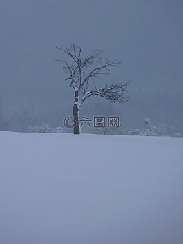 冬天,樹,寒冬