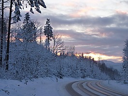 冬天,树木,雪