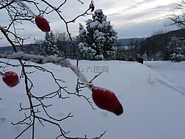 寒冬,玫瑰果,凍結(jié)