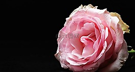 玫瑰,豐花,粉紅色