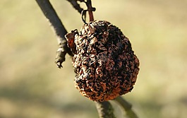 蘋果,水果,秋