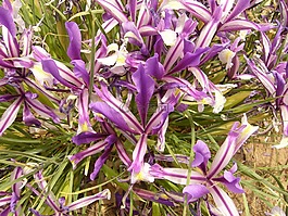 虹膜,蓝色,花