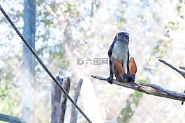 猴子,綠色,動(dòng)物園