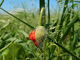 紅,紅色的雜草,場
