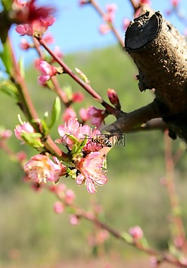 蜜蜂,開花,桃