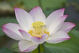 荷花,植物,盛開