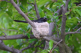 鳥,巢,鳥巢
