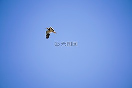 鳥,動(dòng)物,天空