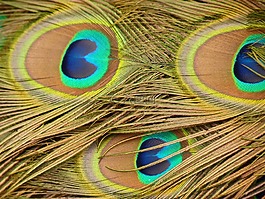 孔雀,羽毛,鳥