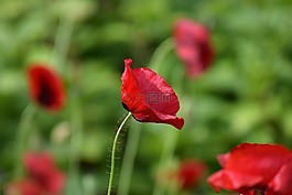 罌粟,開(kāi)花,夏季
