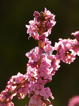 瑞香,厂,开花