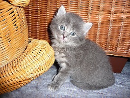 貓,小貓,動物