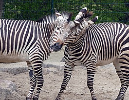 斑馬,動(dòng)物,動(dòng)物園